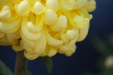 Macro shot of a large yellow chrysanthemum flower