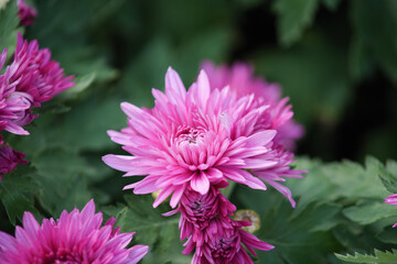 Obraz premium Single vibrant pink chrysanthemum in full bloom