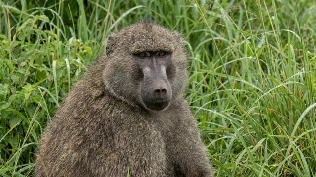 A detailed close-up portrait of a savanna baboon seated amidst vibrant green grass. The baboon gazes directly at the viewer, its fur textured and