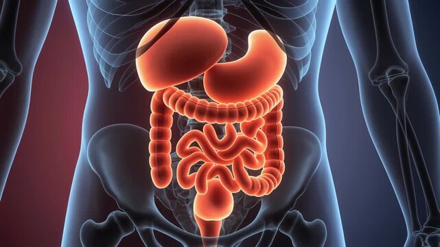 educational 2D cartoon illustration showing the human intestinal system in a friendly medical presentation style
