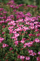 Fototapeta premium Pink chrysanthemum flowers blooming in a garden field