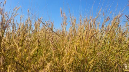 Fototapeta premium Golden grass flowers field blowing in the wind against blue sky background. desho grass in the morning sunlight. Harvest Season Agriculture Background