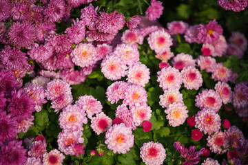 Pink chrysanthemums in full bloom in autumn