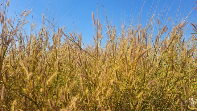 Golden grass flowers field blowing in the wind against blue sky background. desho grass in the morning sunlight. Harvest Season Agriculture Background