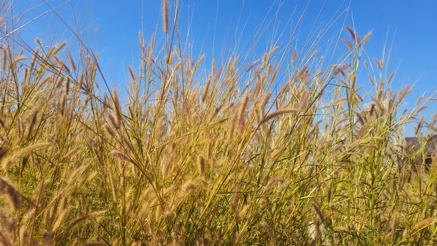 Golden grass flowers field blowing in the wind against blue sky background. desho grass in the morning sunlight. Harvest Season Agriculture Background