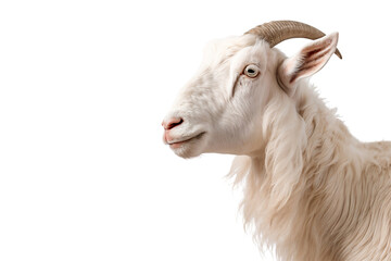 Close-up of a white goat with horns isolated on transparent background
