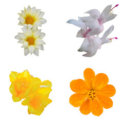 Four Isolated Flower Blooms Collection &ndash; Gazania, Freesia, Christmas Cactus, Orange Cosmos
