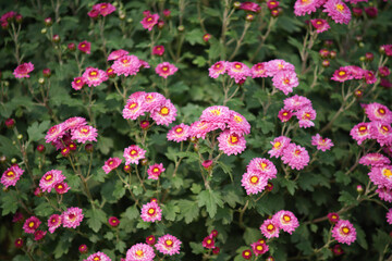 Pink chrysanthemum flowers blooming in a garden field with lush green foliage background