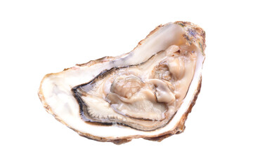Fresh oyster isolated on white