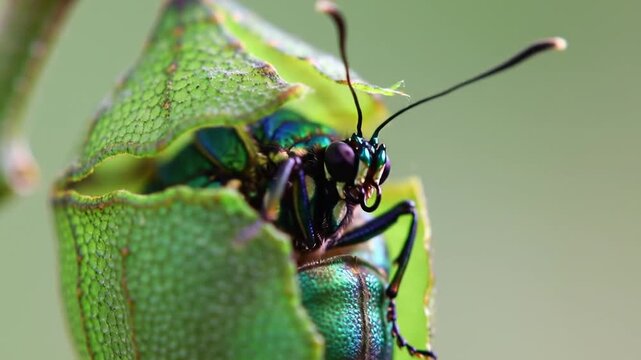 Detailed Macro Photography of a Vibrant Green Shield Bug Emerging.