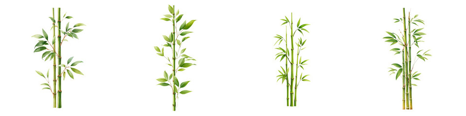 Watercolor Bamboo Stalks Collection on White