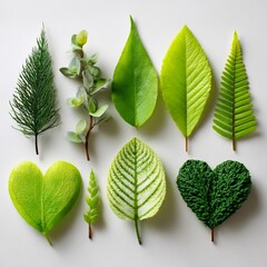 Collection of various green leaves and heart shapes on white background