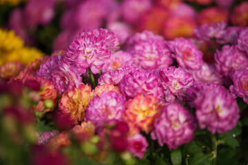Obraz premium Vibrant pink chrysanthemum flowers in full bloom