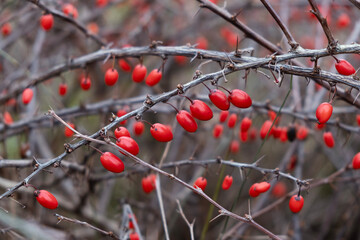 red barberries close up