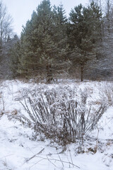 fresh snow landscape