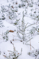 tiny plants under snow