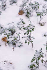 small plants in snow