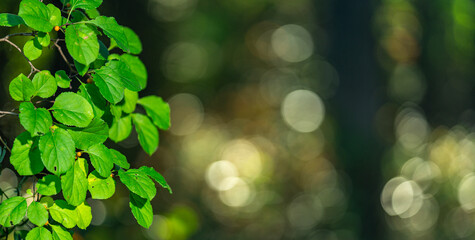 Green nature background. Soft blurred of green forest. Eco environment with green foliage. Green leaves in natural light. Bokeh leafy textures for eco design. Wide panorama of forest greenery.