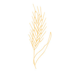 Obraz premium Hand drawn cereal wheat oat rye barley rice ears spikelet clipart Organic wheat bread agriculture farming harvest healthy food Single element for print packaging label design decor