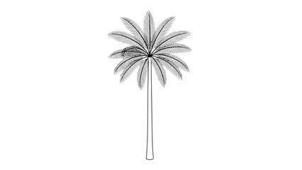 Elegant Palm Tree Silhouette Illustration.