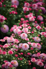 Pink chrysanthemum flowers blooming densely in a sunny garden with deep green foliage