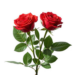Two red roses isolated on transparent background