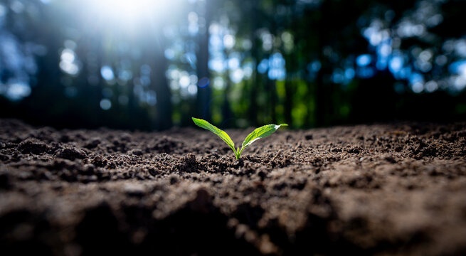 Seedling sprouts from fertile soil. Green plants grow under sunlight. Planting crops concept. Organic soil for growth plant. Eco farming. Environment concept. Young plants thrive in spring soil.