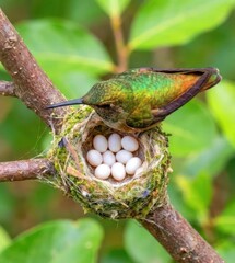 Obraz premium A vibrant hummingbird meticulously guards its tiny nest filled with delicate white eggs on a tree