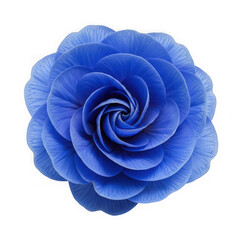 Blue rose flower isolated on transparent background