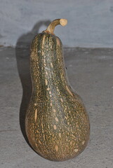 Harvest of traditional organic pumpkins from Southern Mexico.