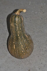 Harvest of traditional organic pumpkins from Southern Mexico.