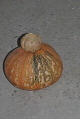 Harvest of traditional organic pumpkins from Southern Mexico.