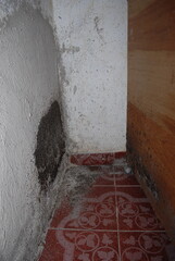 Ant infestation with large nest on concrete wall and insects attacking wooden wardrobe furniture