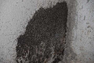 Ant infestation with large nest on concrete wall and insects attacking wooden wardrobe furniture