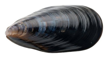 Natural black mussel shell marine environment isolated on transparent background