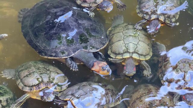 The group of red-eared slider turtles relaxing in the pool.