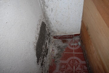 Ant infestation with large nest on concrete wall and insects attacking wooden wardrobe furniture