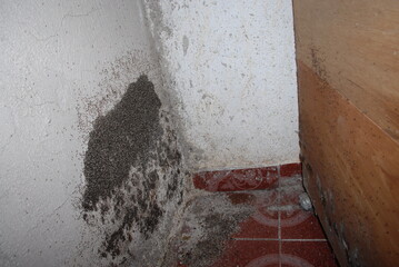 Ant infestation with large nest on concrete wall and insects attacking wooden wardrobe furniture