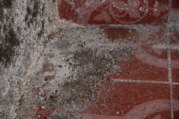 Ant infestation with large nest on concrete wall and insects attacking wooden wardrobe furniture