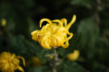 Close-up of a yellow chrysanthemum with curled petals