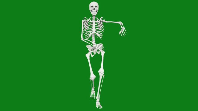 Human skeleton standing against green background in dynamic pose