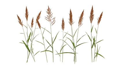 Cattails isolated on transparent background with vibrant green and brown hues