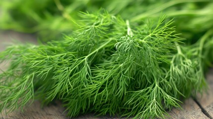 Close view of fresh dill herb with bright green feathery leaves