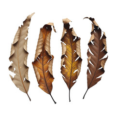 Three autumn leaves isolated on transparent background