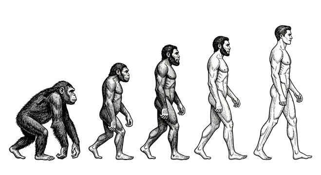 Evolution of man from ape to human