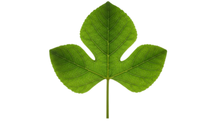 Green leaf isolated on transparent background