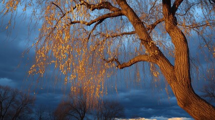 Golden weeping willow branches heavy and drooping with unseen light against a dark blue sky