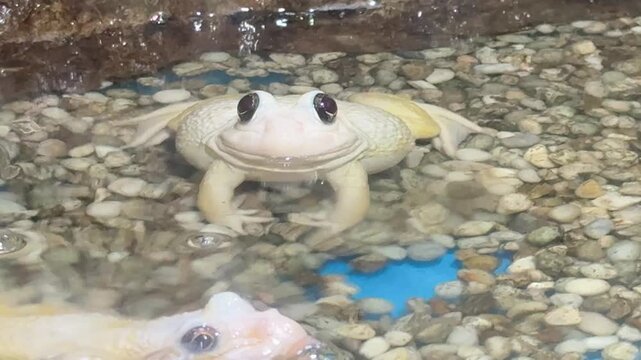 A leucistic Asian bullfrog in the pond.