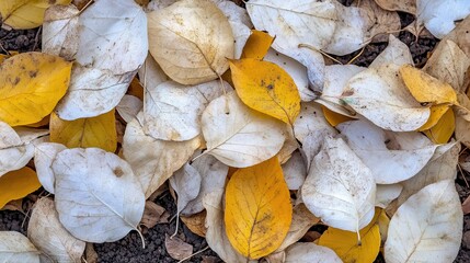 Pile of sun bleached brittle leaves on dry earth