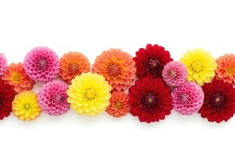 A colorful assortment of dahlia flowers isolated on white background